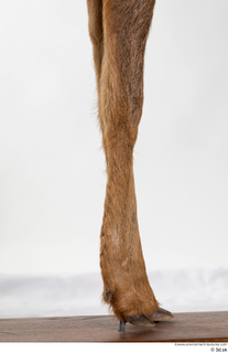 Deer doe leg 0006.jpg